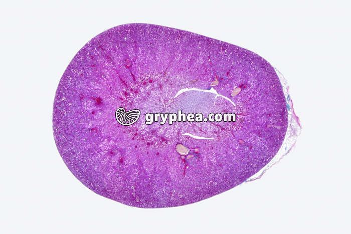 Rein Mammifère CT totale x3 - gryphea.com